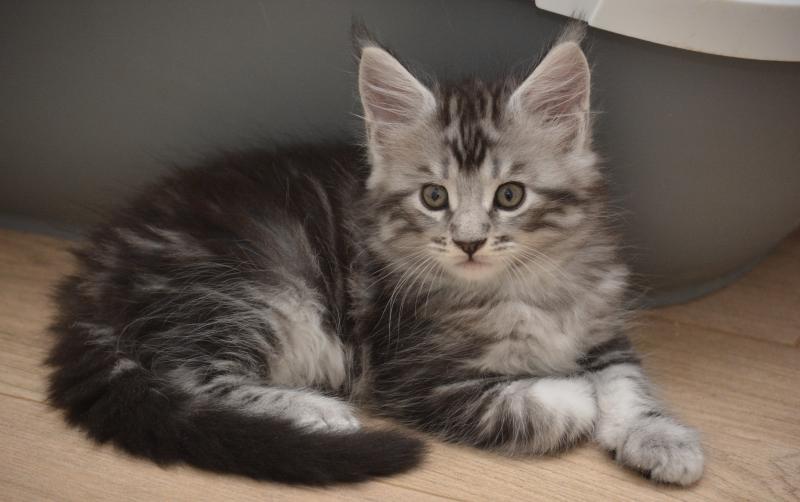 Bailey Du Cycle Eternel Mâle Maine coon