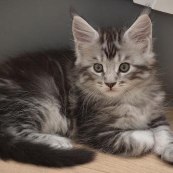 chaton Maine coon black silver tabby Bailey Chatterie Du Cycle Eternel