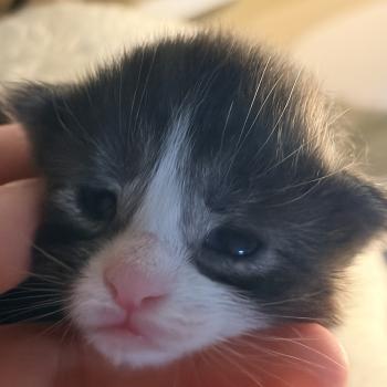 chaton Maine coon black silver tabby & blanc Chatterie Du Cycle Eternel
