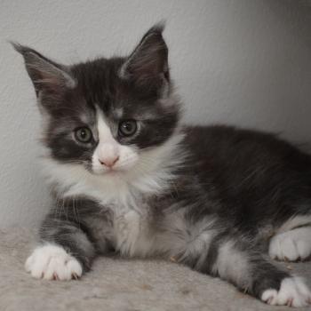 chaton Maine coon black smoke & blanc Basil Chatterie Du Cycle Eternel