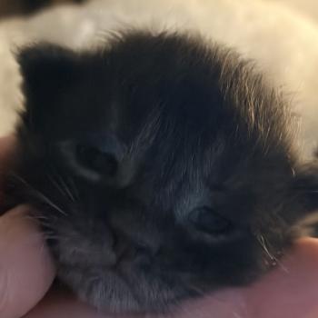 chaton Maine coon black smoke Chatterie Du Cycle Eternel