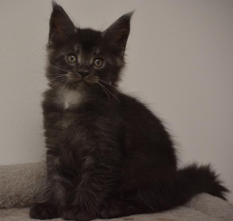 Bowser Du Cycle Eternel Mâle Maine coon