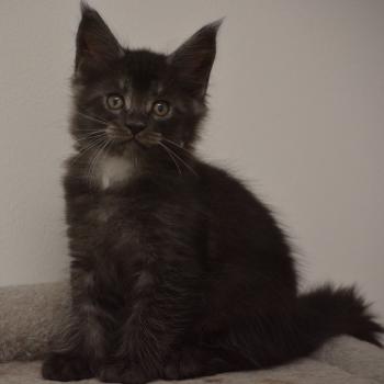 chaton Maine coon black smoke Bowser Chatterie Du Cycle Eternel