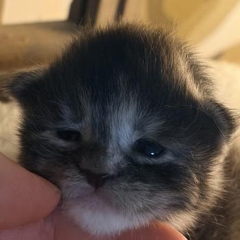 chaton Maine coon black tortie silver tabby Chatterie Du Cycle Eternel