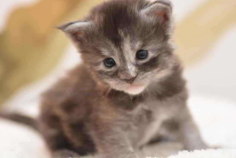 Bluebelle Du Cycle Eternel Femelle Maine coon