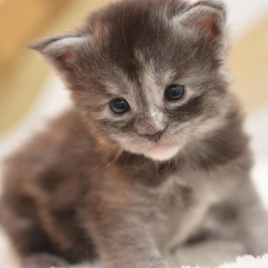 Bluebelle Du Cycle Eternel Femelle Maine coon