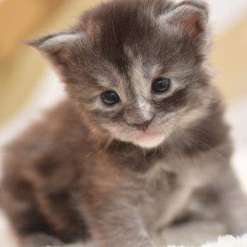 chaton Maine coon black tortie smoke Bluebelle Chatterie Du Cycle Eternel