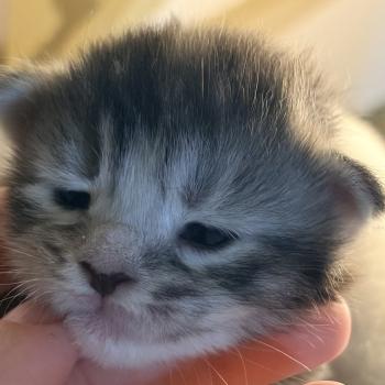 chaton Maine coon black tortie silver tabby & blanc Chatterie Du Cycle Eternel