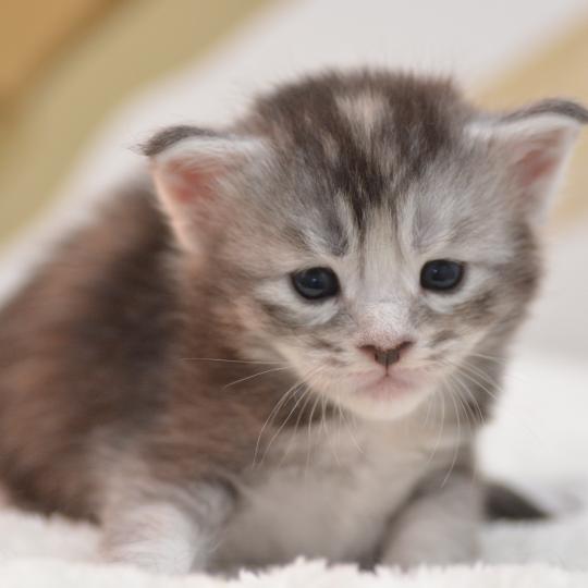 Blanche Neige Du Cycle Eternel Femelle Maine coon