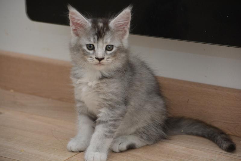 Blanche Neige Du Cycle Eternel Femelle Maine coon