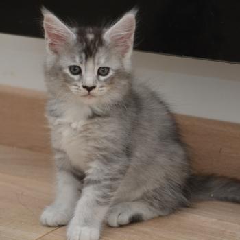 chaton Maine coon black tortie silver tabby Blanche Neige Chatterie Du Cycle Eternel