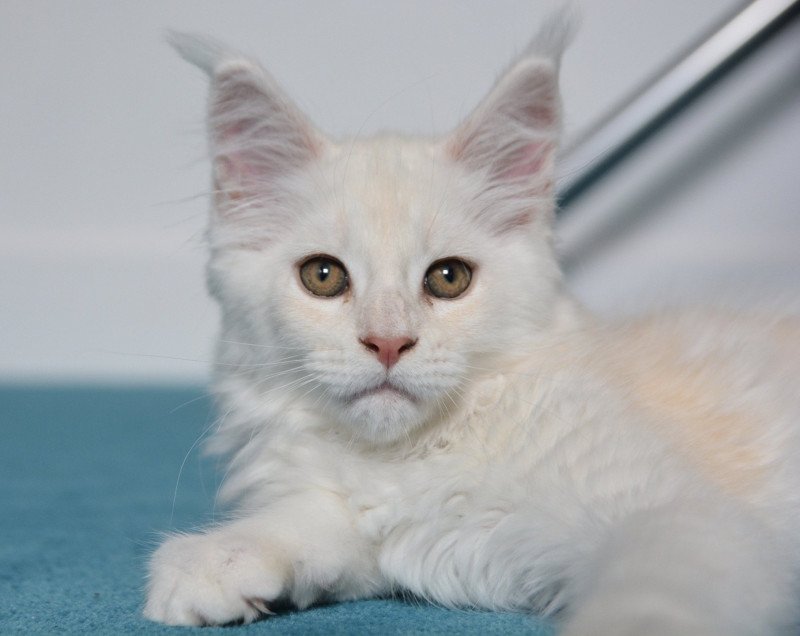 Asland Mâle Maine coon