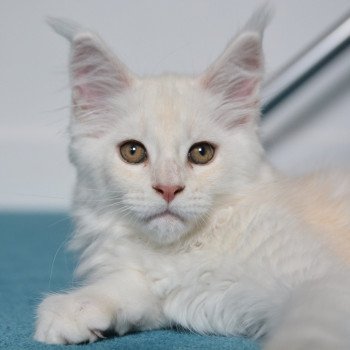 chat Maine coon cream silver ticked tabby Asland Chatterie Du Cycle Eternel