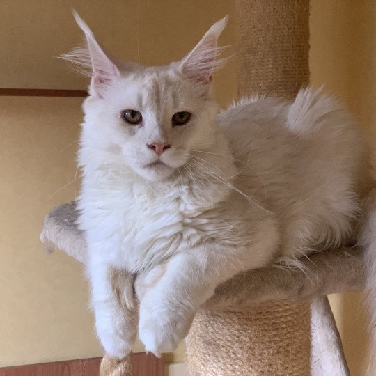 Asland Mâle Maine coon