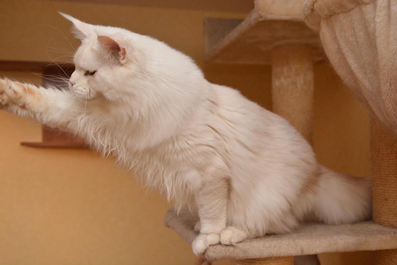 Asland Mâle Maine coon