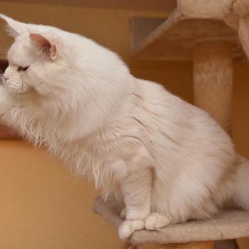 chat Maine coon red silver ticked tabby Asland Chatterie Du Cycle Eternel