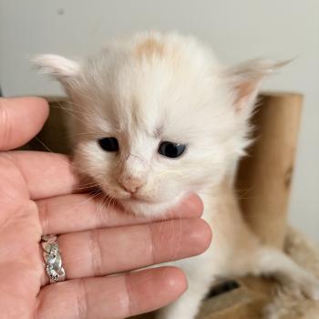 chaton Maine coon red silver ticked tabby & blanc Baymax Chatterie Du Cycle Eternel
