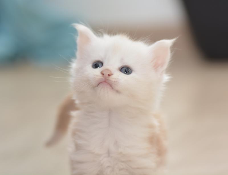 Baymax Du Cycle Eternel Mâle Maine coon
