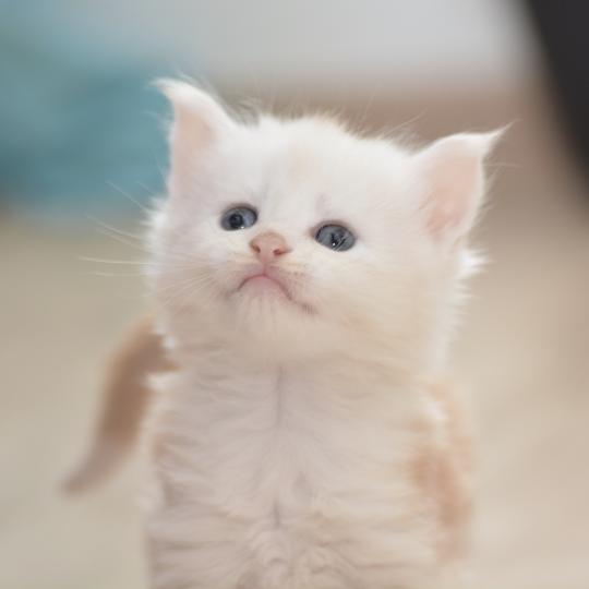 Baymax Du Cycle Eternel Mâle Maine coon