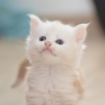 chaton Maine coon red silver ticked tabby & blanc Baymax Chatterie Du Cycle Eternel