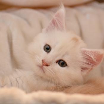 chaton Maine coon red silver ticked tabby & blanc Baymax Chatterie Du Cycle Eternel