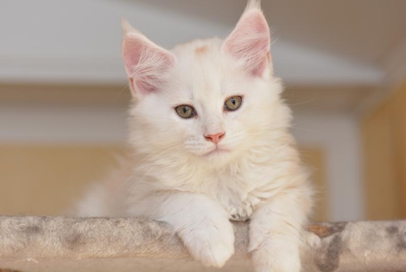 Baymax Du Cycle Eternel Mâle Maine coon