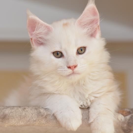 Baymax Du Cycle Eternel Mâle Maine coon