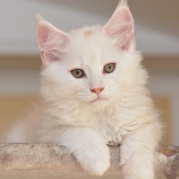 chaton Maine coon red silver ticked tabby Baymax Chatterie Du Cycle Eternel