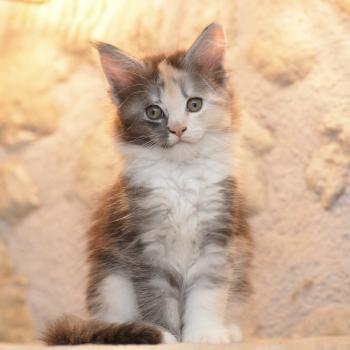 chaton Maine coon black tortie & blanc Belle Chatterie Du Cycle Eternel