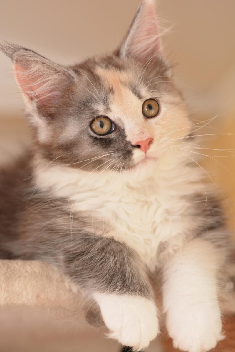 Belle Du Cycle Eternel Femelle Maine coon