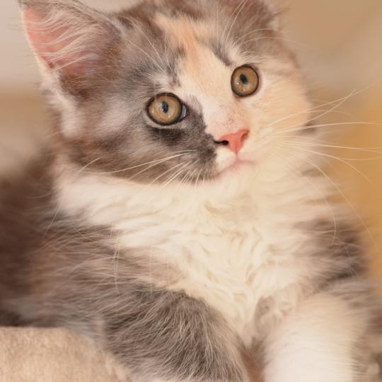 Belle Du Cycle Eternel Femelle Maine coon