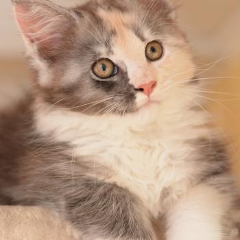 chaton Maine coon black tortie & blanc Belle Chatterie Du Cycle Eternel