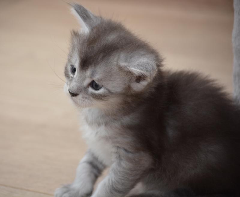 Berlioz Du Cycle Eternel Mâle Maine coon