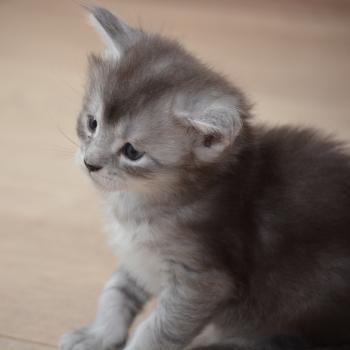 chaton Maine coon black silver ticked tabby Berlioz Chatterie Du Cycle Eternel