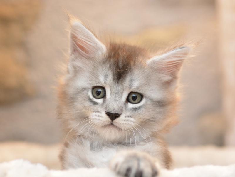 Berlioz Du Cycle Eternel Mâle Maine coon