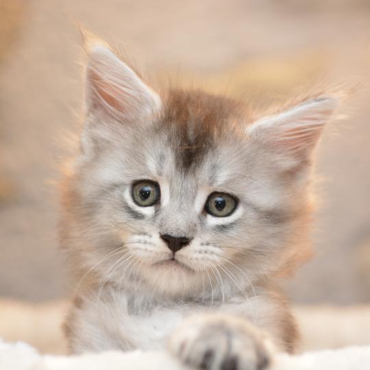 Berlioz Du Cycle Eternel Mâle Maine coon