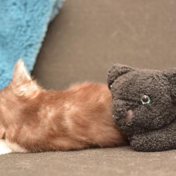 chaton Maine coon black silver tabby Buzz Chatterie Du Cycle Eternel