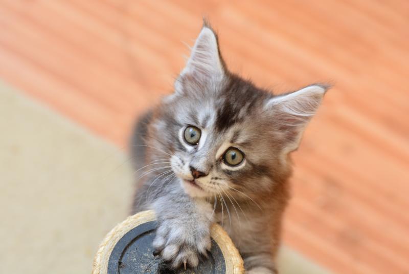 Buzz Du Cycle Eternel Mâle Maine coon