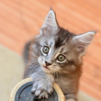 chaton Maine coon black silver ticked tabby Buzz Chatterie Du Cycle Eternel