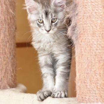 chaton Maine coon black silver ticked tabby Buzz Chatterie Du Cycle Eternel