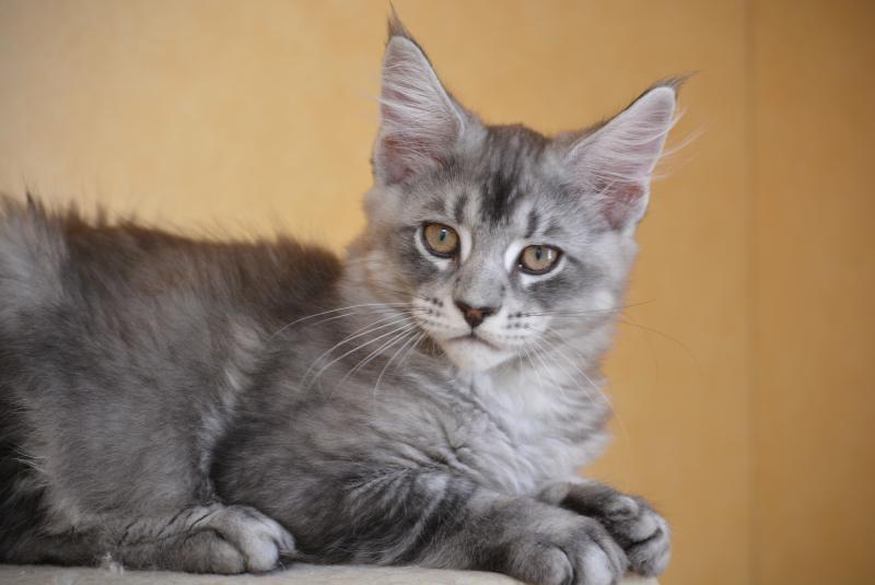 Buzz Du Cycle Eternel Mâle Maine coon