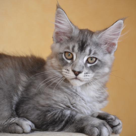 Buzz Du Cycle Eternel Mâle Maine coon
