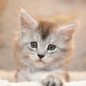 chaton Maine coon red silver tabby Bing Bong Chatterie Du Cycle Eternel