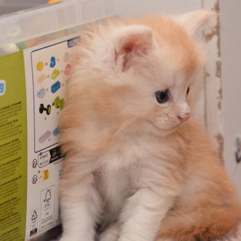 chaton Maine coon red silver tabby Bing Bong Chatterie Du Cycle Eternel