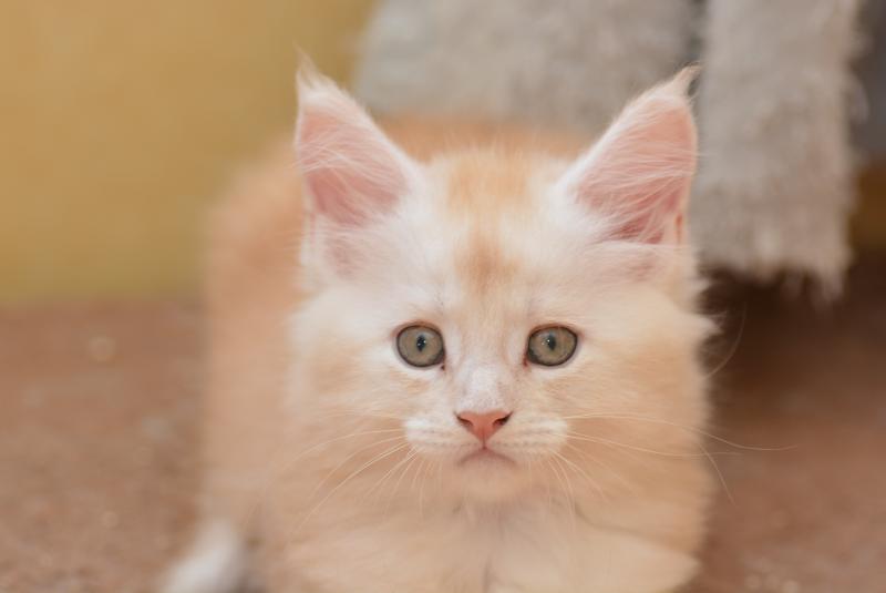 Bing Bong Du Cycle Eternel Mâle Maine coon