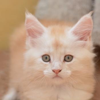 chaton Maine coon red silver ticked tabby Bing Bong Chatterie Du Cycle Eternel