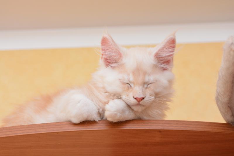 Bing Bong Du Cycle Eternel Mâle Maine coon