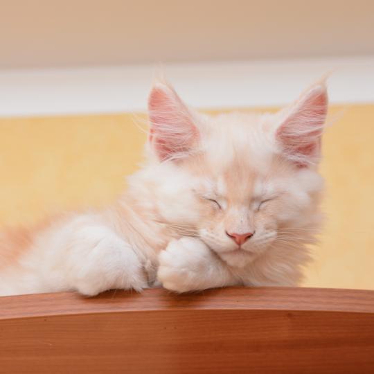 Bing Bong Du Cycle Eternel Mâle Maine coon