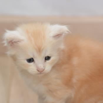 chaton Maine coon red smoke & blanc Buck Chatterie Du Cycle Eternel