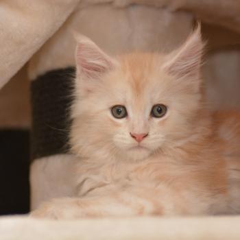 chaton Maine coon red smoke & blanc Buck Chatterie Du Cycle Eternel